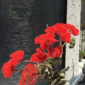 Meet your Posher, Irina